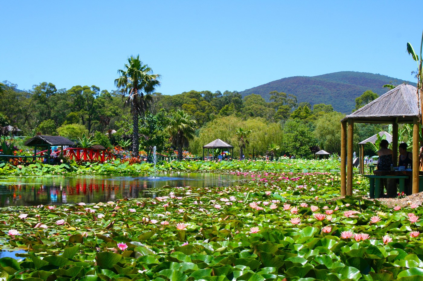 Blue Lotus Water Garden