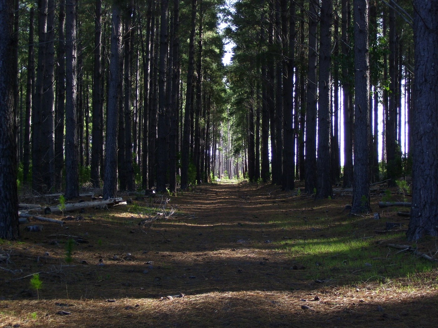 Kuitpo Forest Reserve