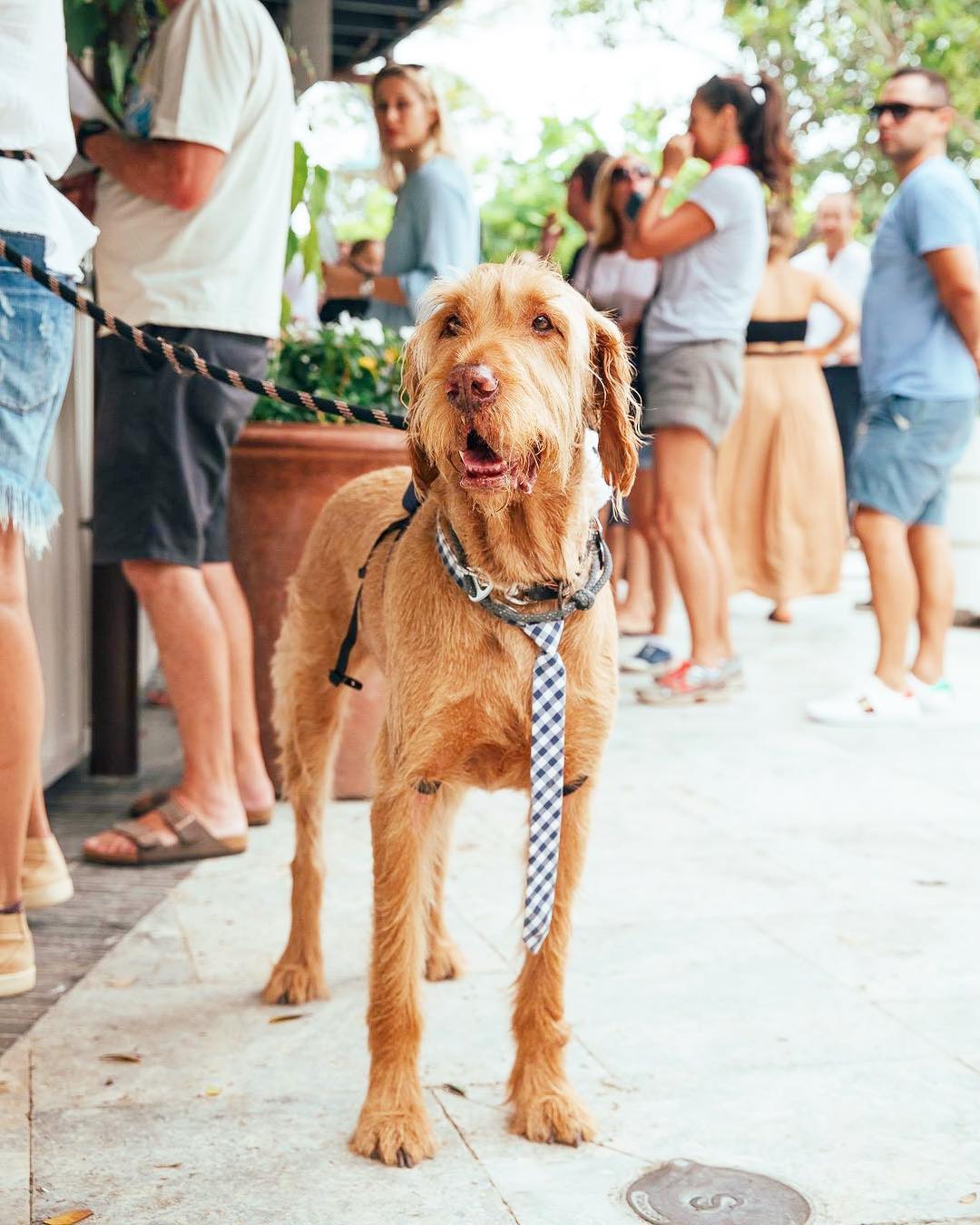 Sydney's Dog-friendly Bars That Are Perfect For A Sunday Session With ...