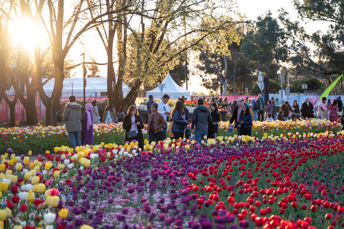 Tulips in red, purple, yellow and white line the Commonwealth Park in Canberra during annual Floriade Flower Festival