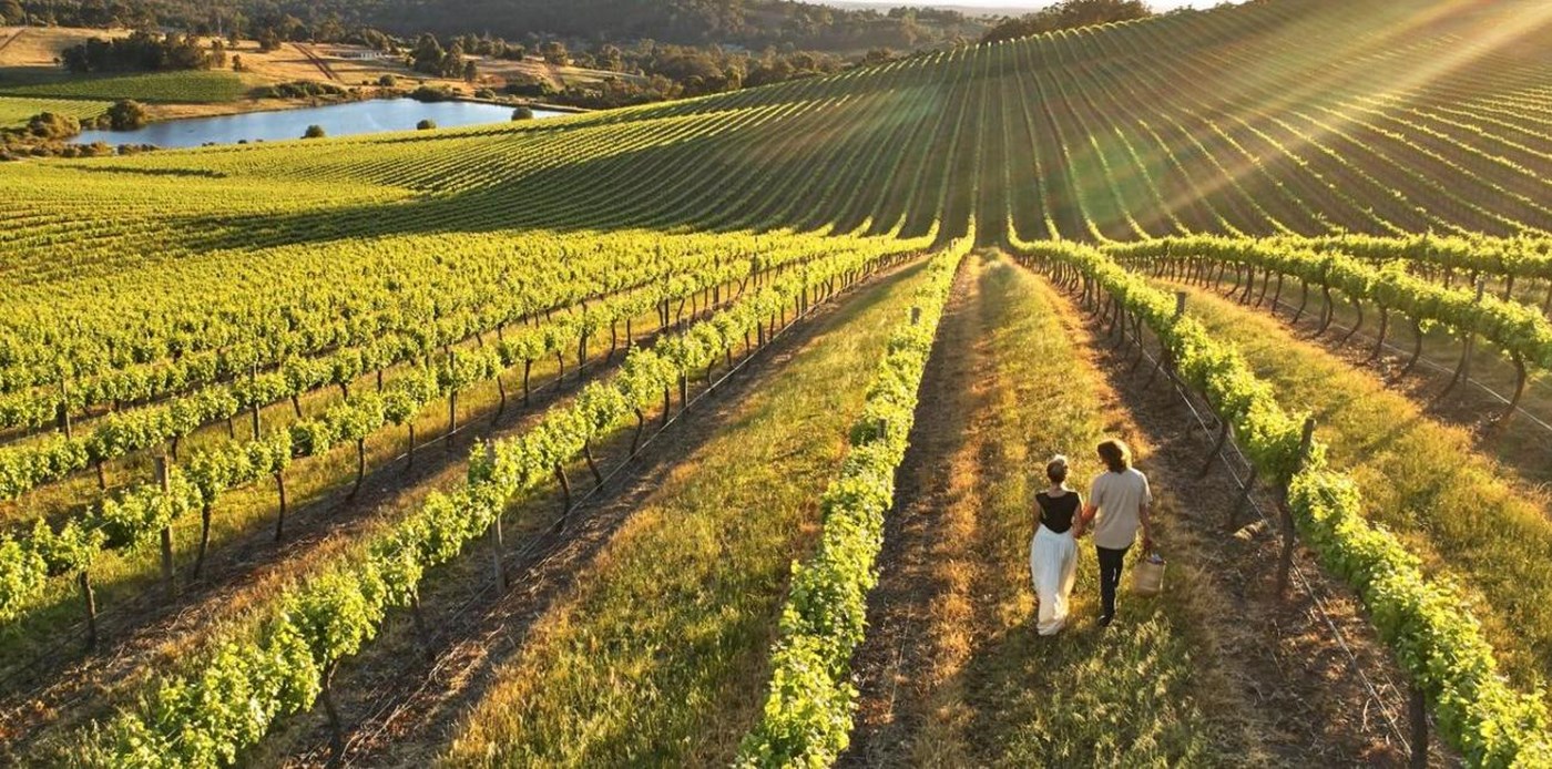 A couple hold hands as they walk through the rolling vineyards. 