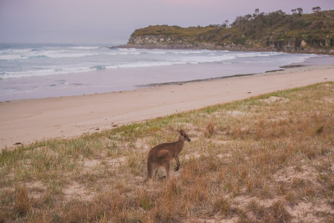 A pastel image of a kangaroo standing on the grass near the beach 