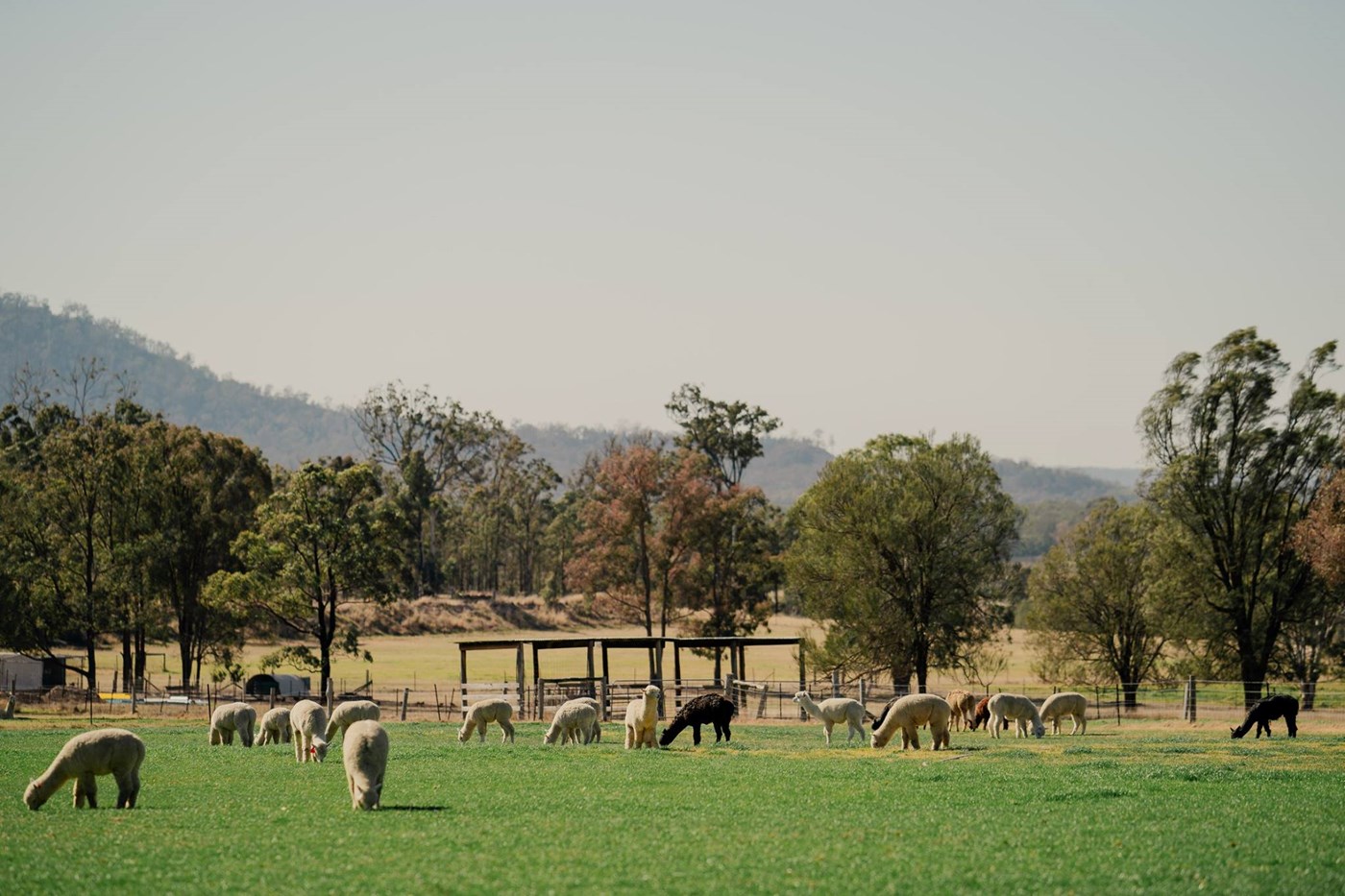 Starline Alpaca Farmstay
