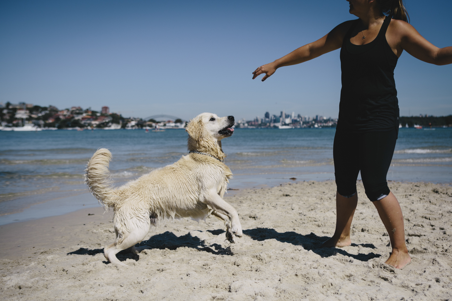 The Best Dog Friendly Beaches In Sydney For A Barking Good Time ...