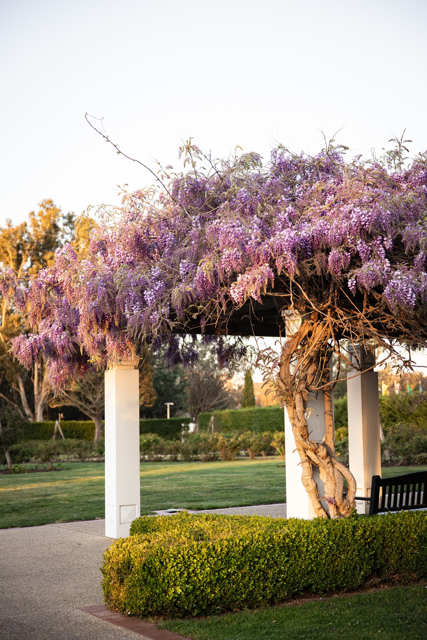 Purple wisteria creates a canopy over a rotunda with white pillars inside the Old Parliament Gardens Canberra