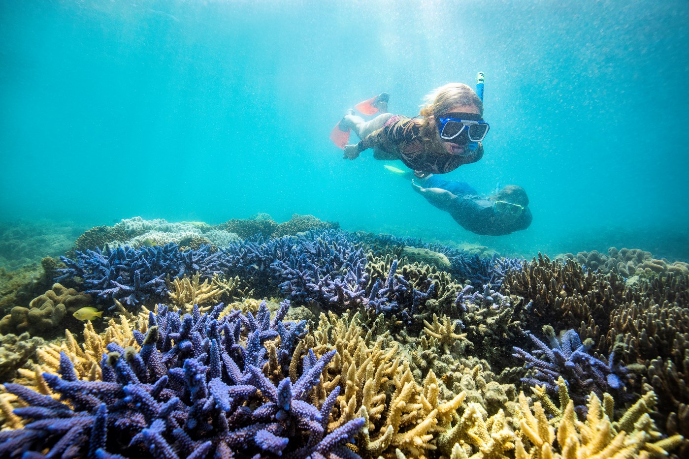 Great Barrier Reef Guide: A First-Timer’s Guide to Exploring the Great ...