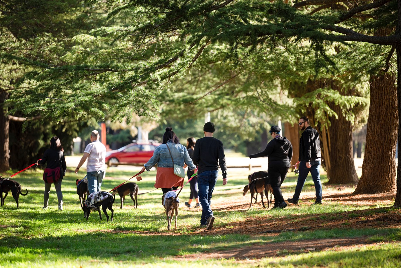 6 people walk 7 dogs on lead through pine trees and grassy areas with sun shining through at Haig Park Canberra 