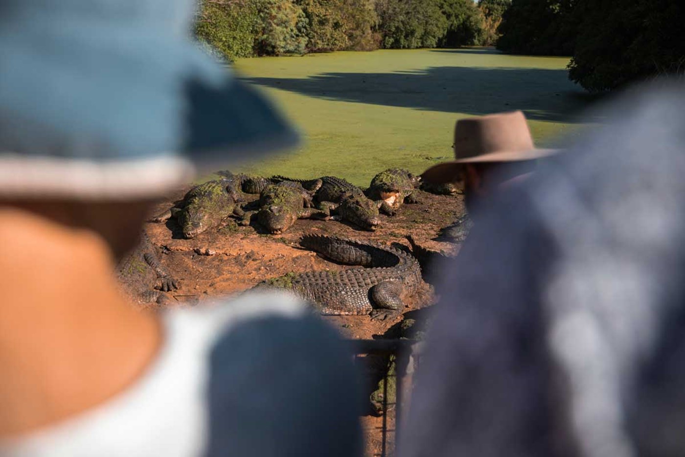 Malcolm Douglas Crocodile Park