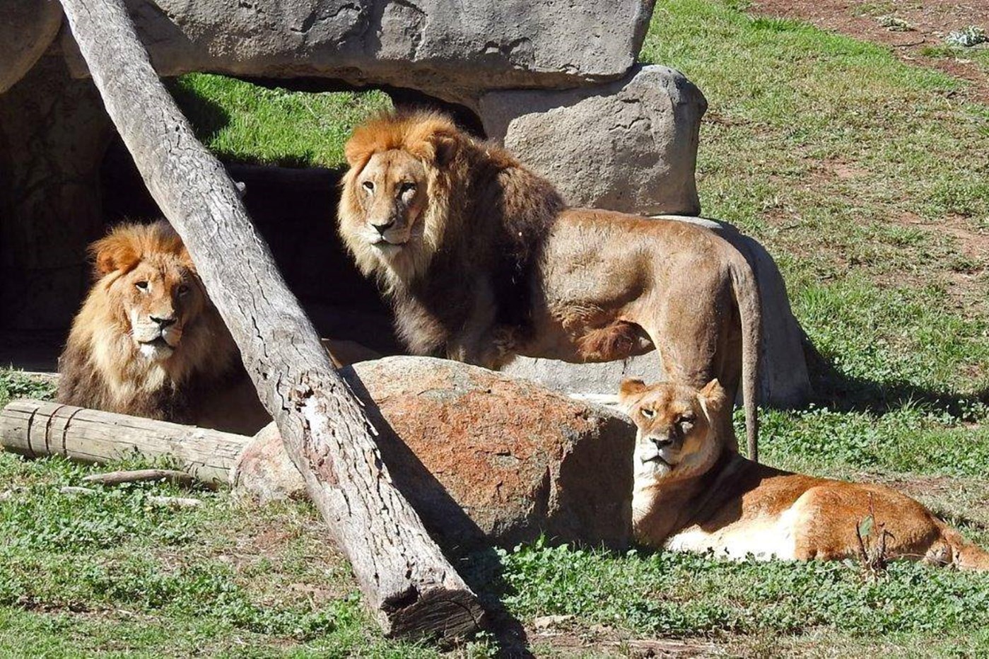 3 lions lounging on grass at the National Zoo and Aquarium Canberra Things to do