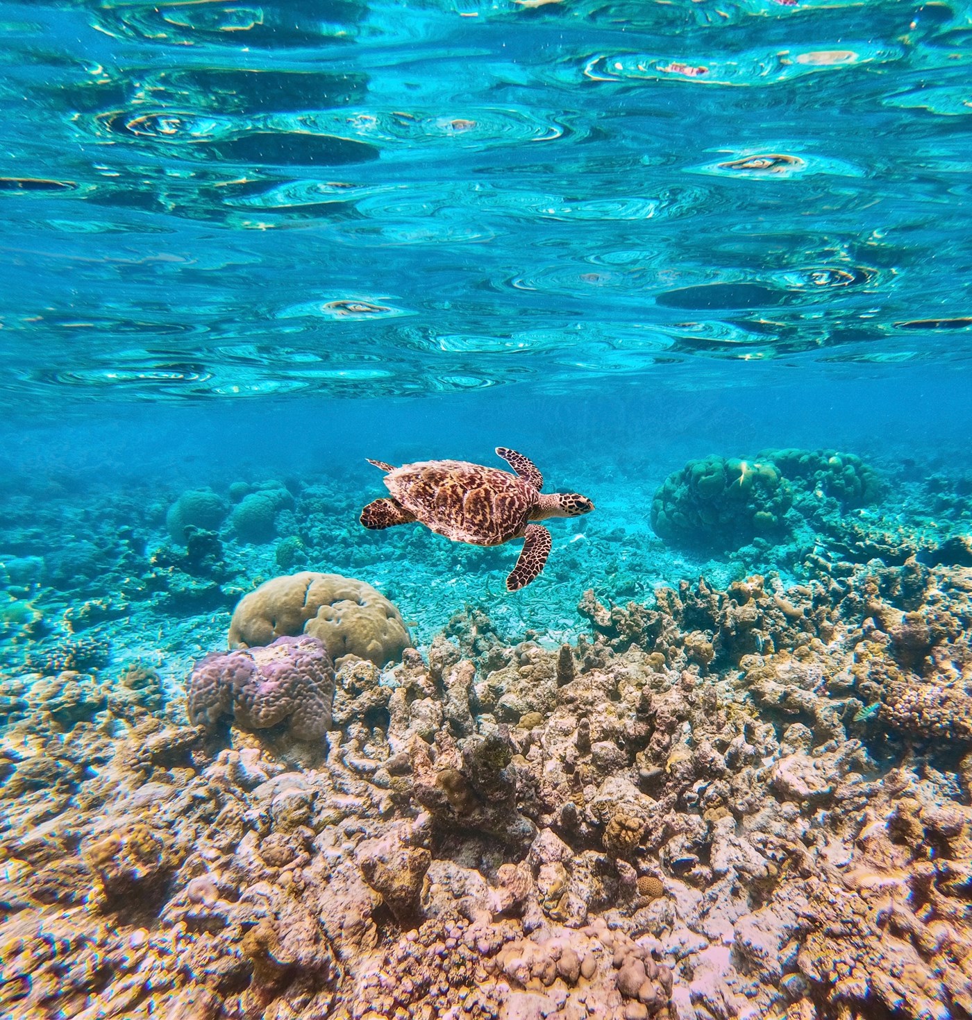 A turtle swims under water amongst coral and sea life. 
