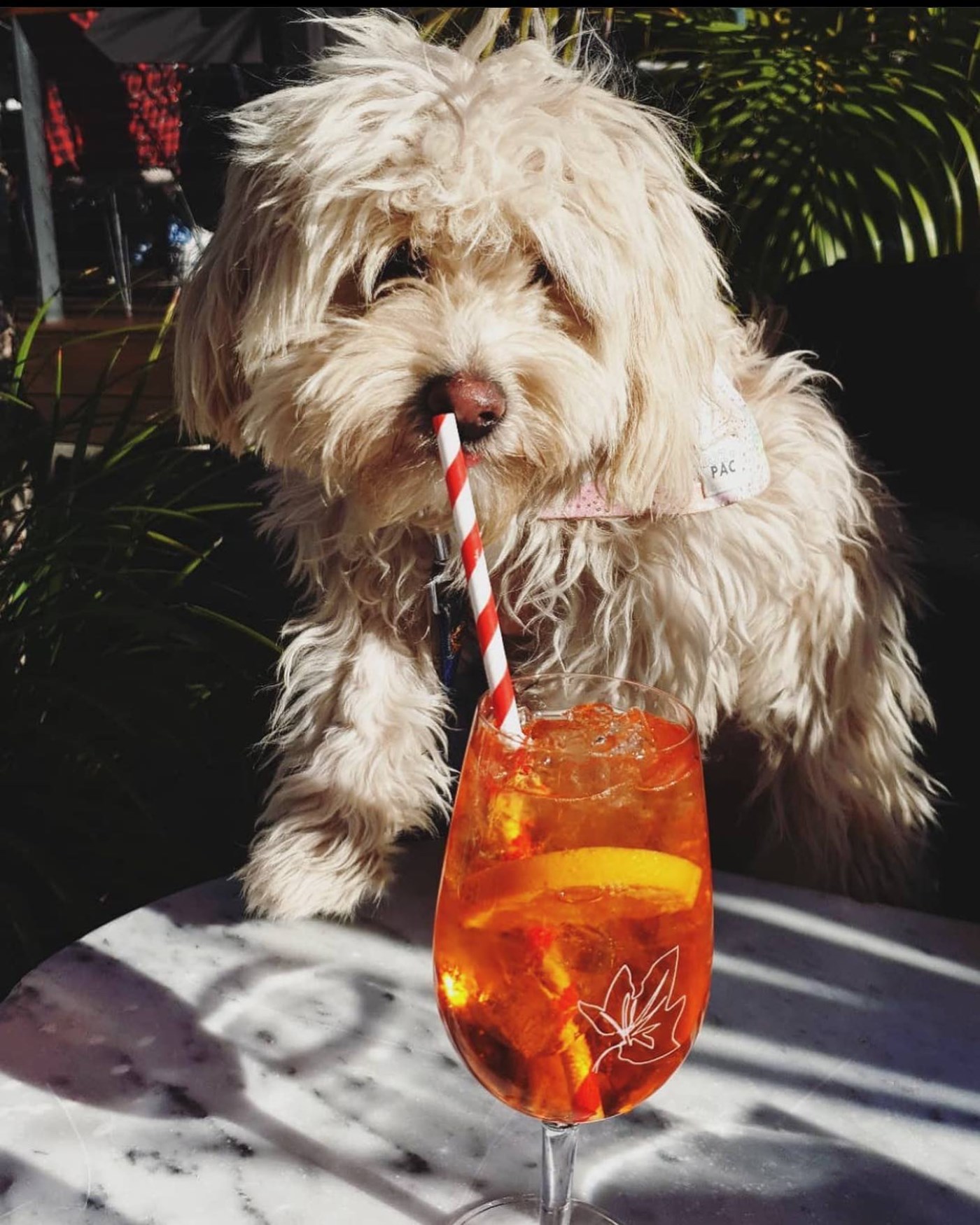 Sydney's Dog-friendly Bars that are Perfect for a Sunday Session With ...