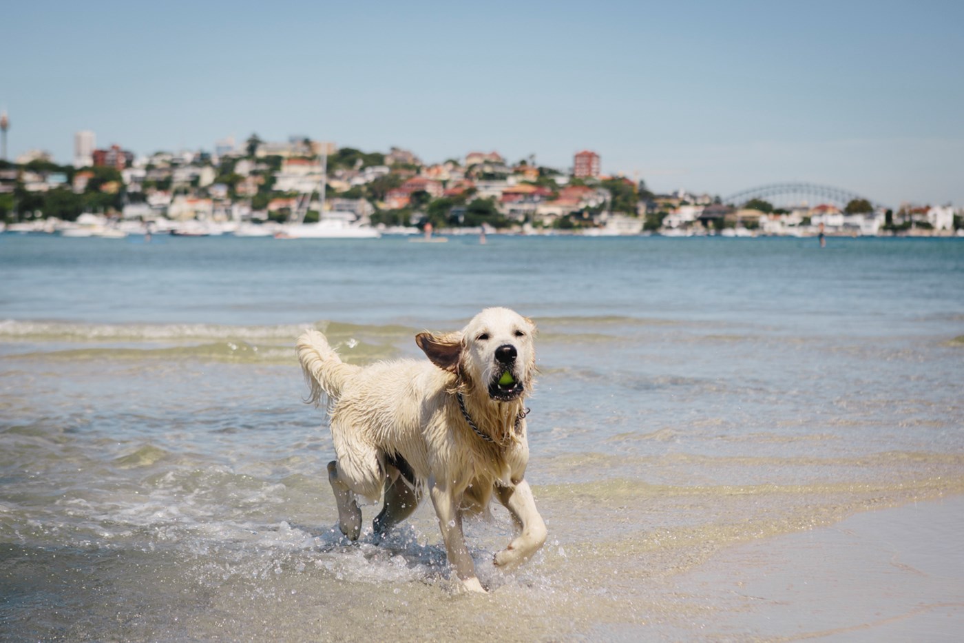 are dogs allowed on west bay beach