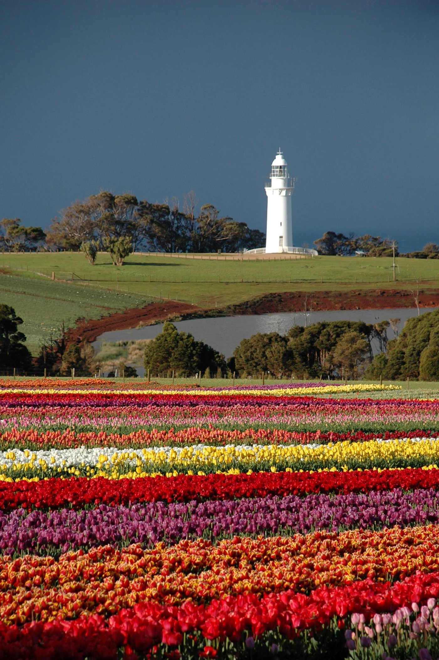 Rows of tulips in multiple colours at Table Cape Tulip Farm in Tasmania