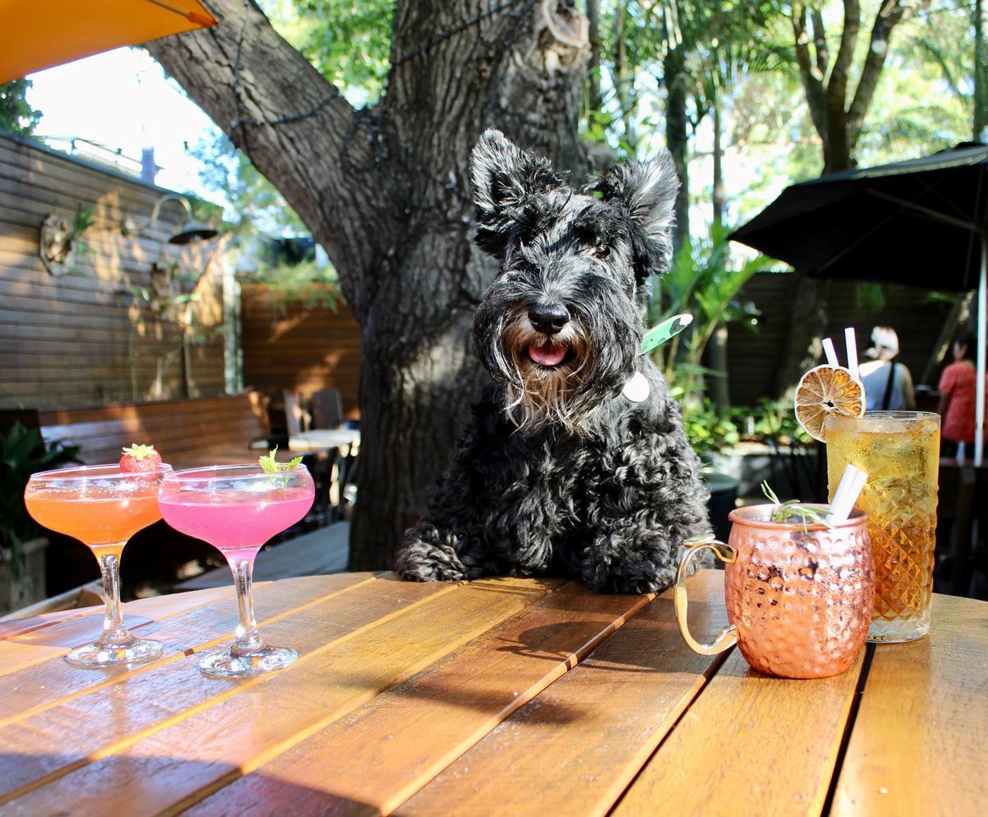 Balmain dog discount friendly pubs