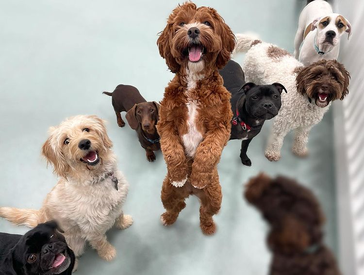 Doggy Day Care Adelaide The Best Pet Sitting For Your Adorable Pooch