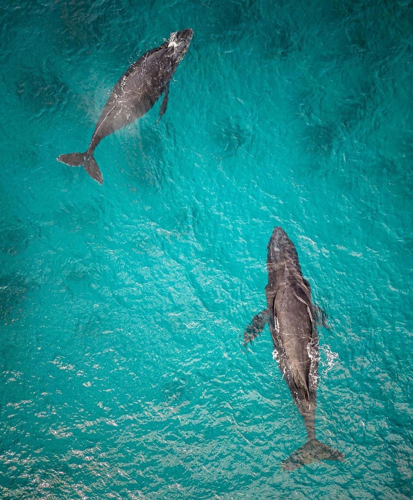 Whales in Albany (Image Credit: Australia's South West)