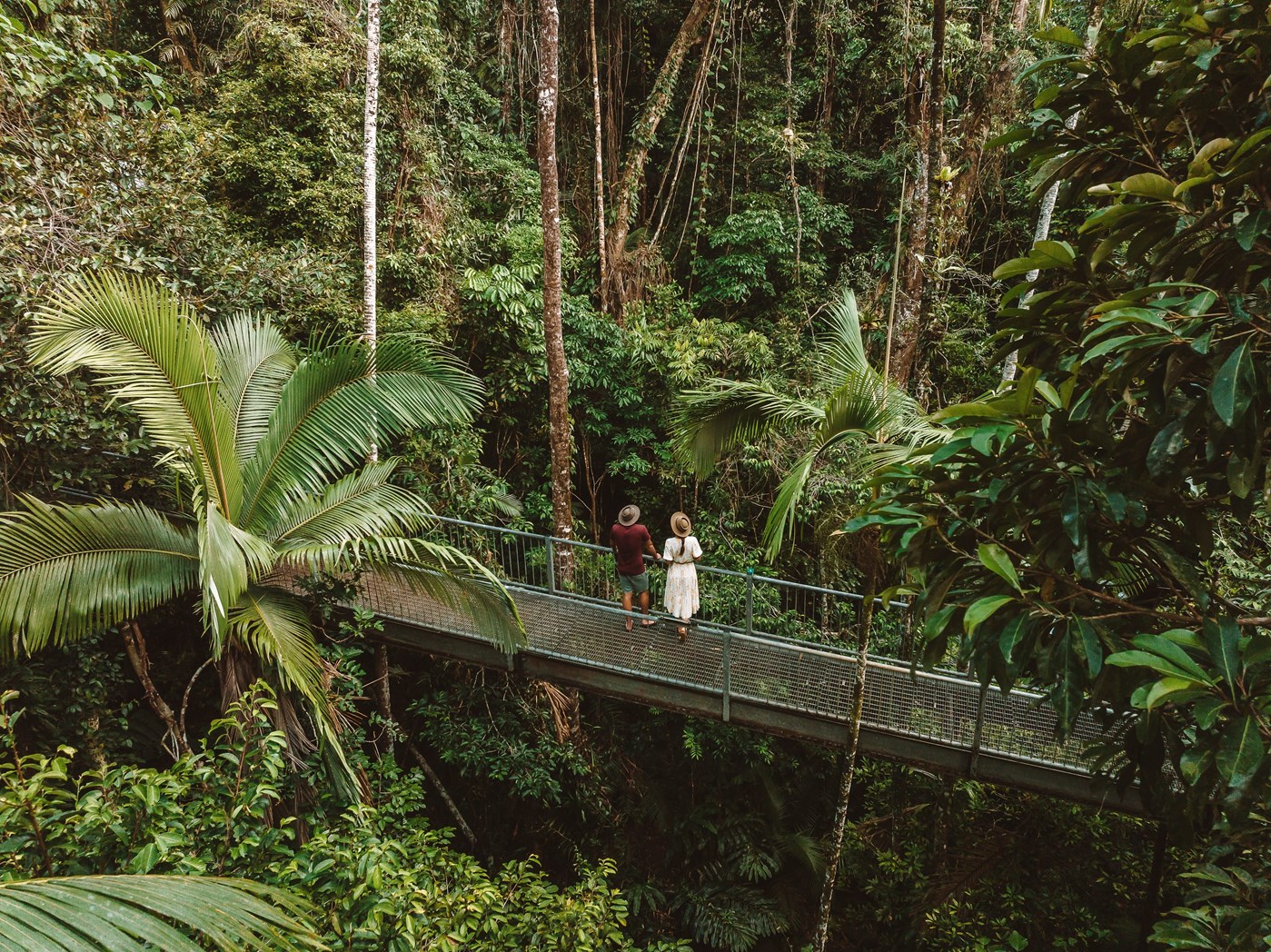 Daintree Discovery Centre (Photo credit: Tourism & Events Queensland)