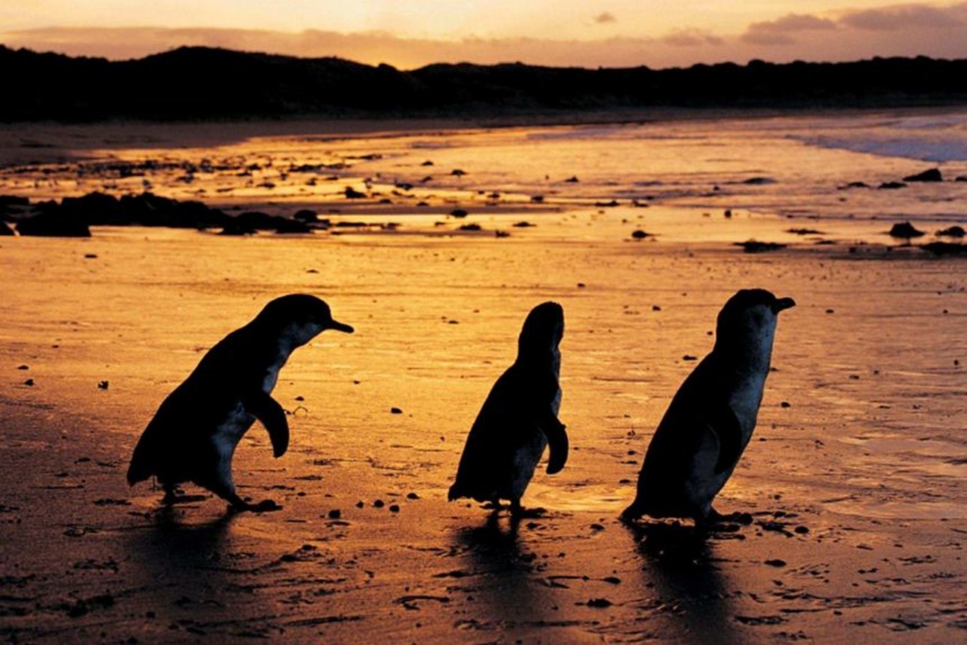 Three penguins wander in the sunset on the shoreline of Phillip Island. 