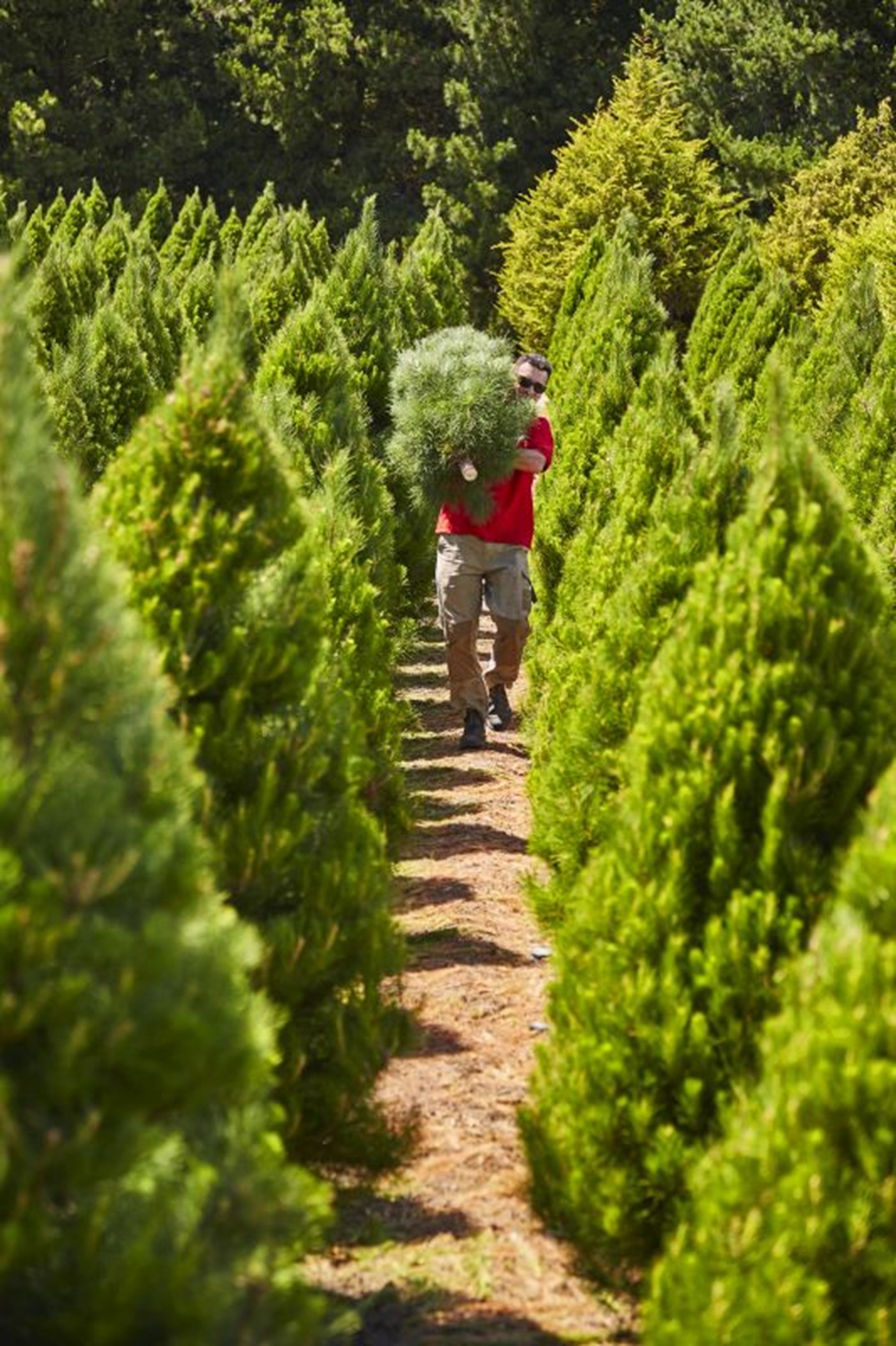 The Best Christmas Tree Farms in Melbourne Sitchu Melbourne