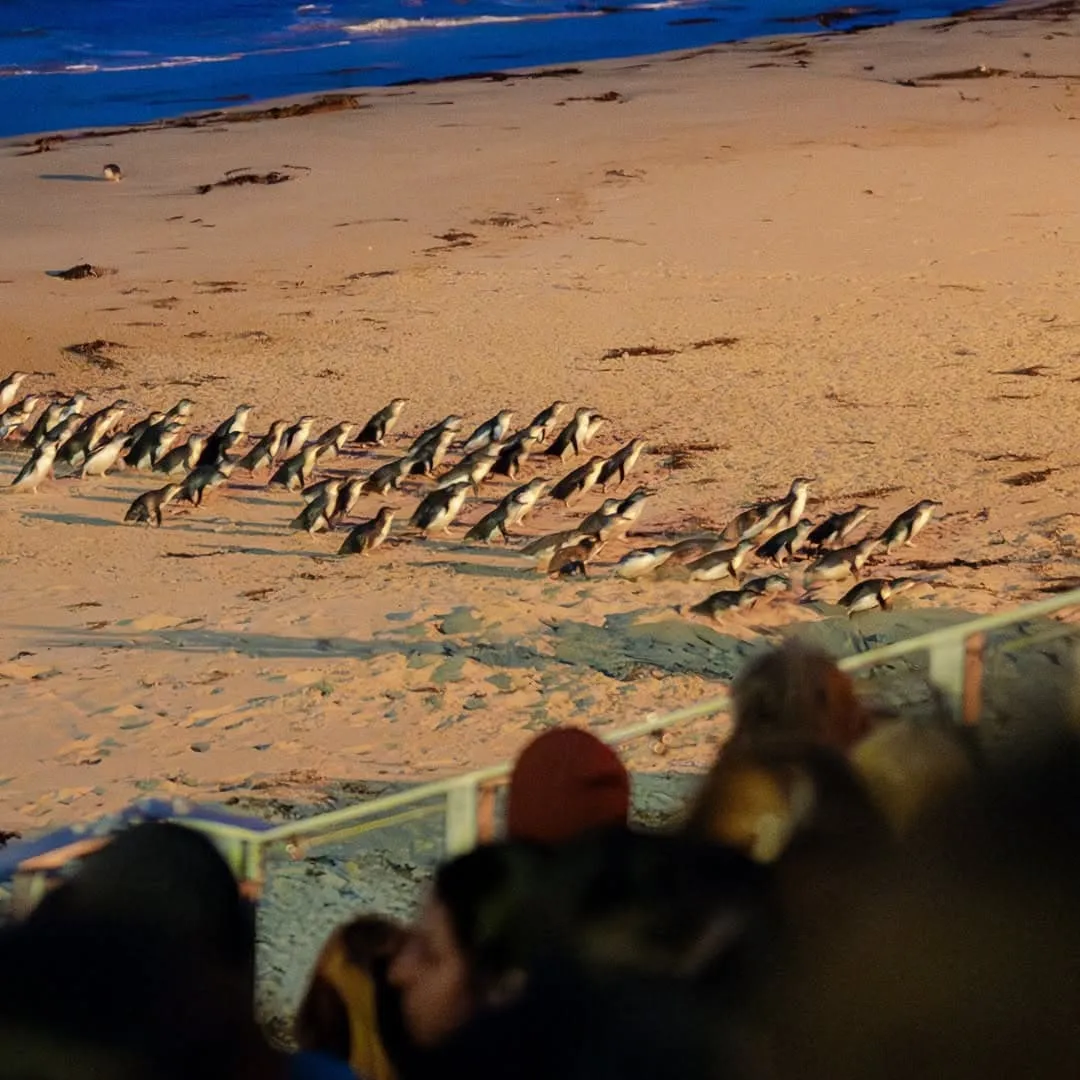 best things to do phillip island penguin parade