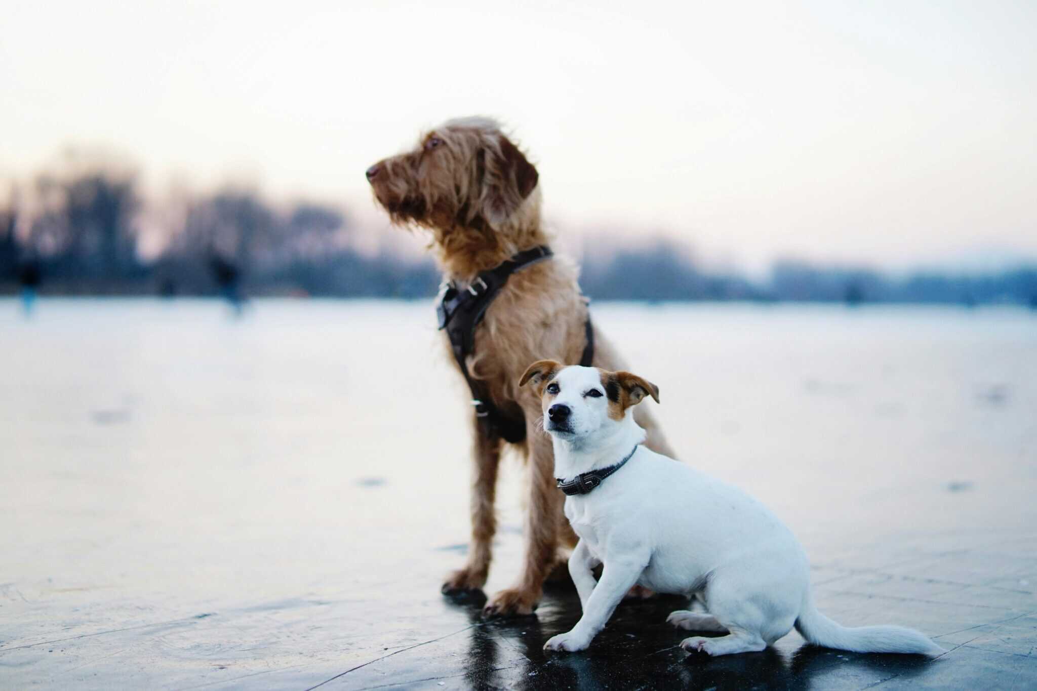 Dog-Friendly Activities in Sydney | Sitchu