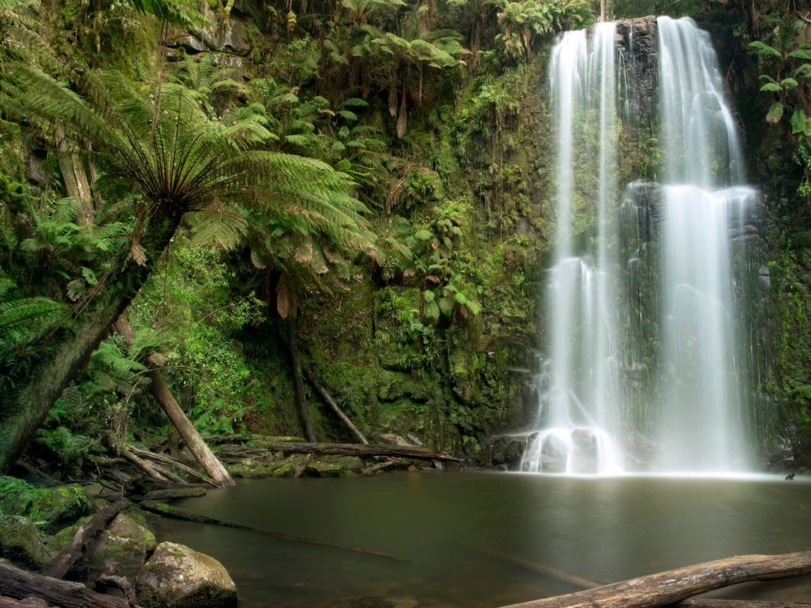 The 12 Best Rainforests in Australia to Add to Your Bucket List