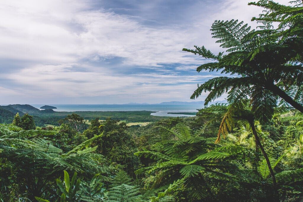 The 12 Best Rainforests in Australia to Add to Your Bucket List