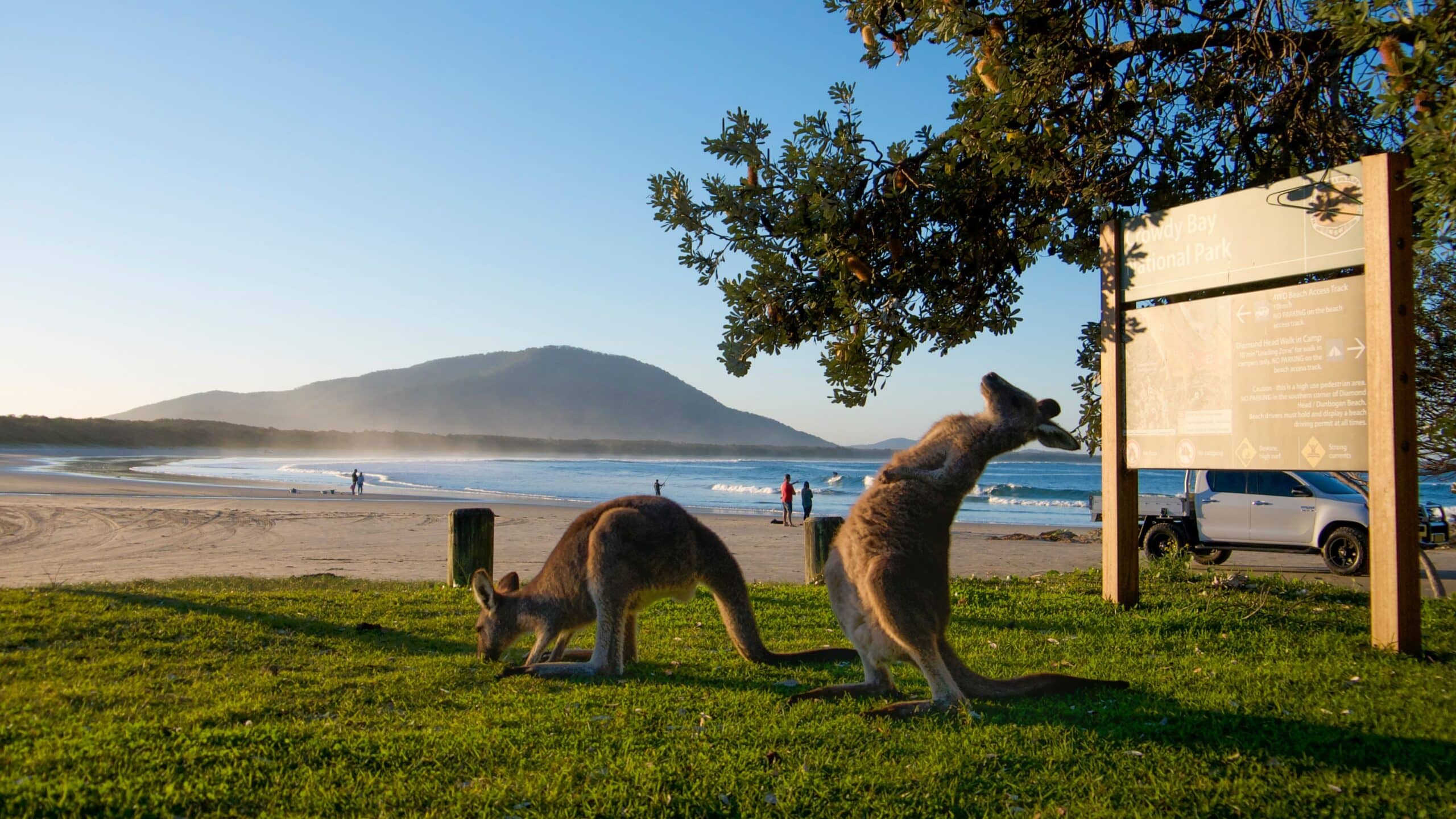 Kangaroos hang out at Diamond Head Campground, Crowdy Head National Park. (Image Credit: Destination NSW).