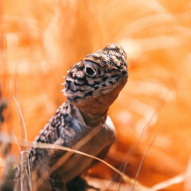reptile lizard in alice springs