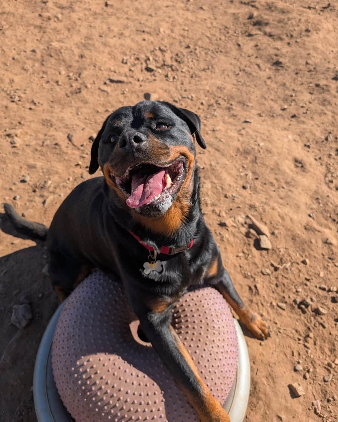 Jame Farm Days best doggy day care Adelaide
