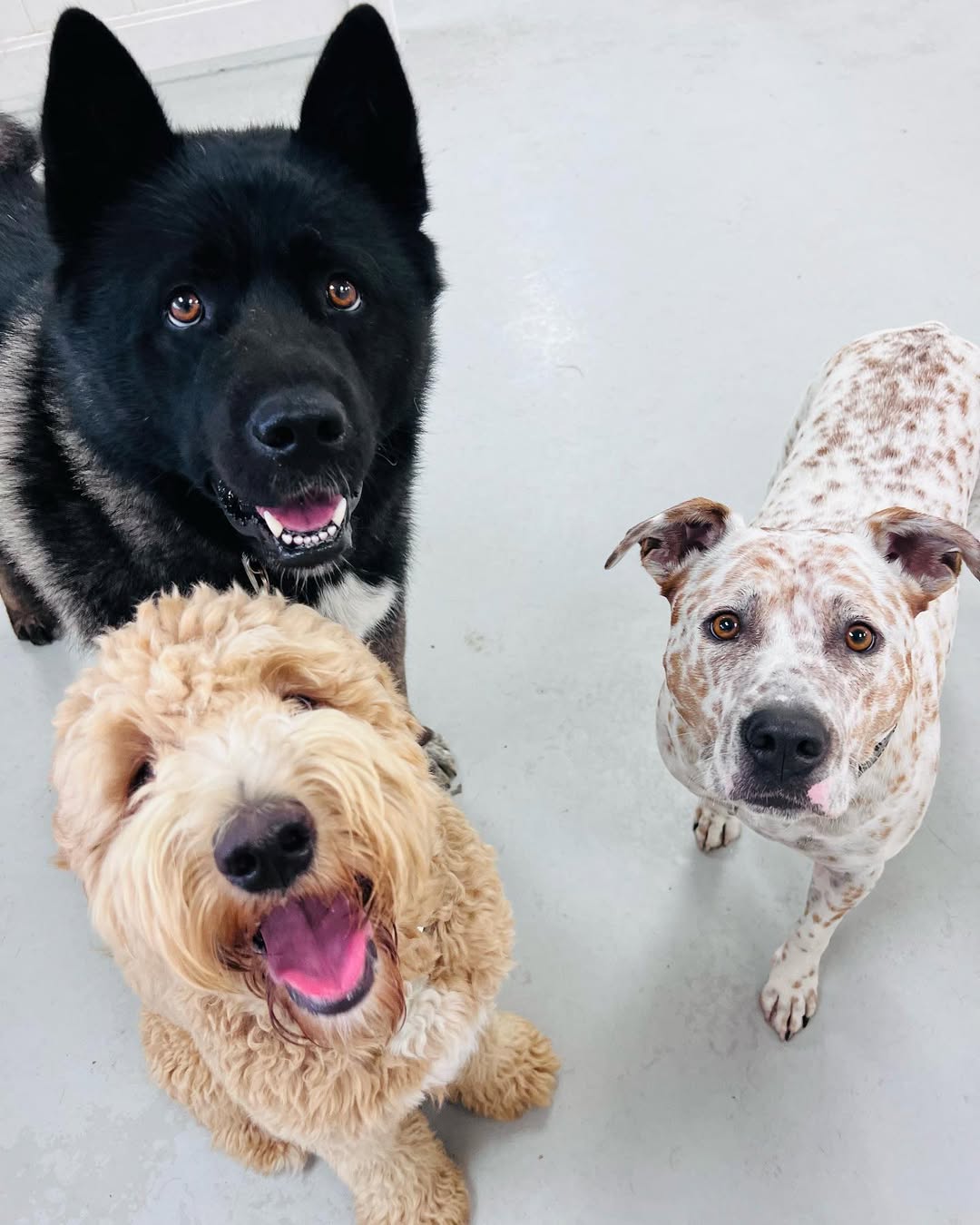 dogwise day care adelaide