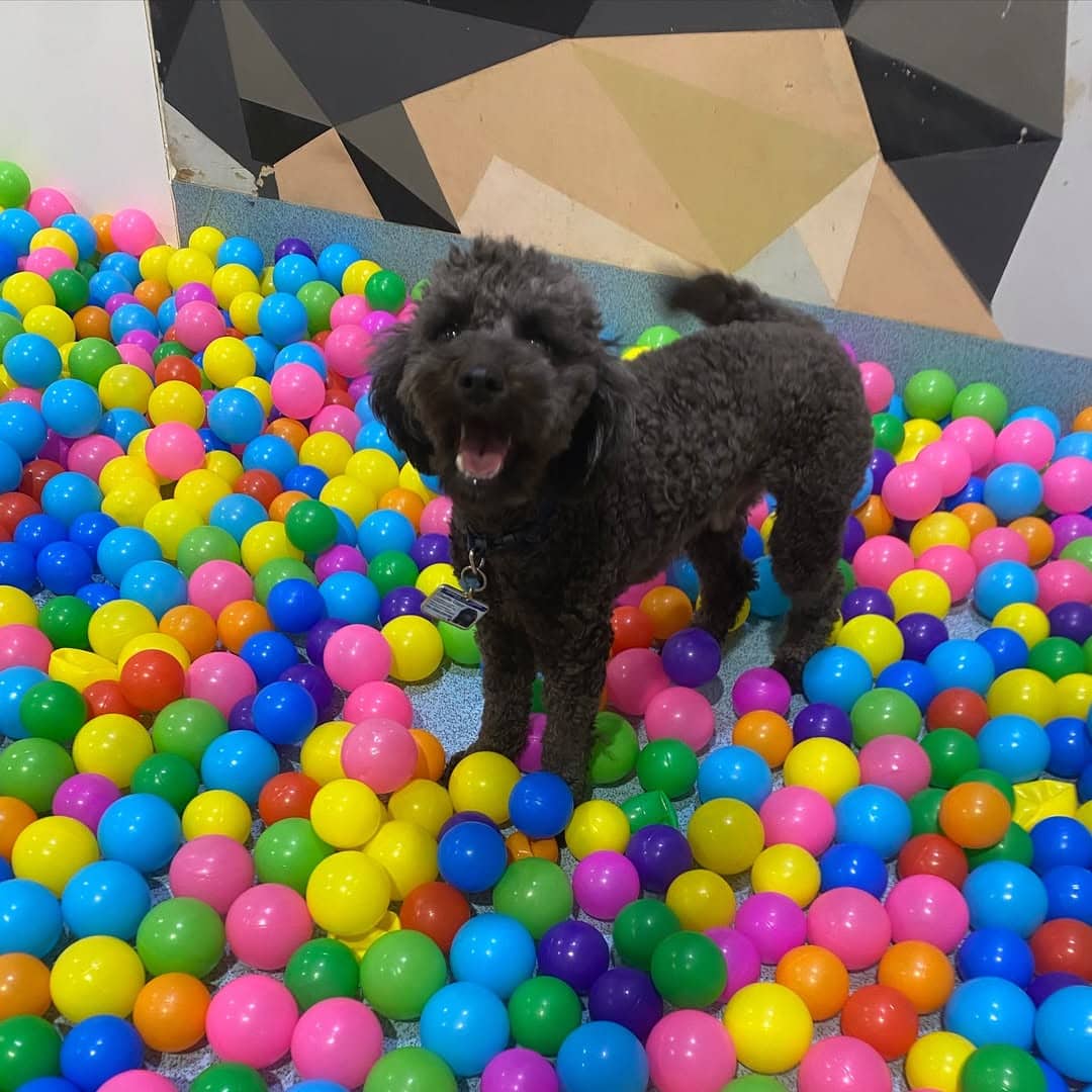 paws n play doggy day care adelaide