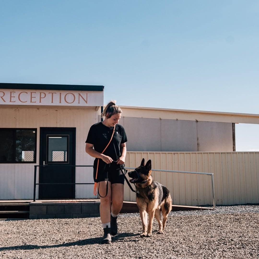take the lead best doggy day care adelaide