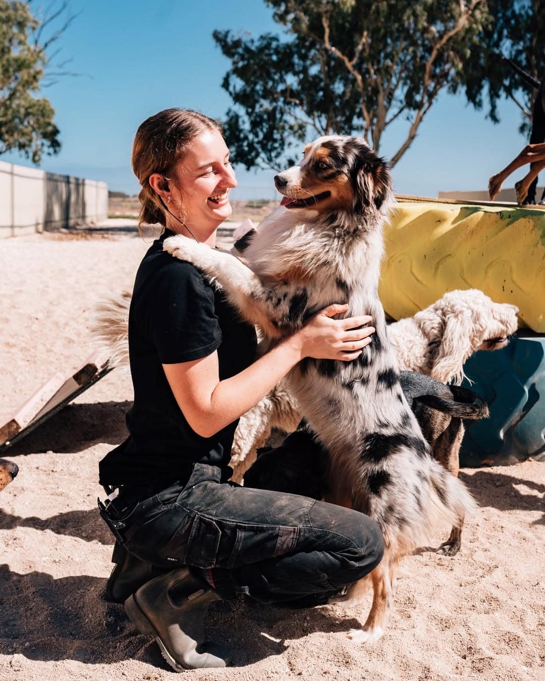 take the lead doggy day care adelaide