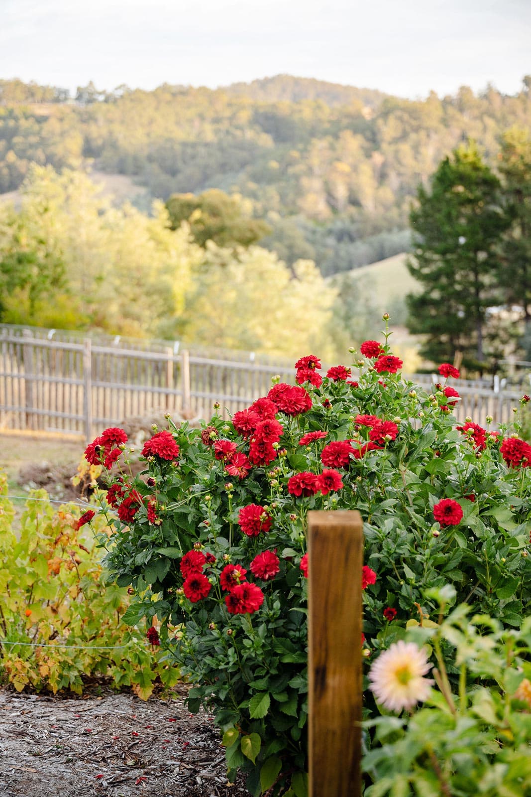 Little Oak Cygnet Huon Valley Accommodation