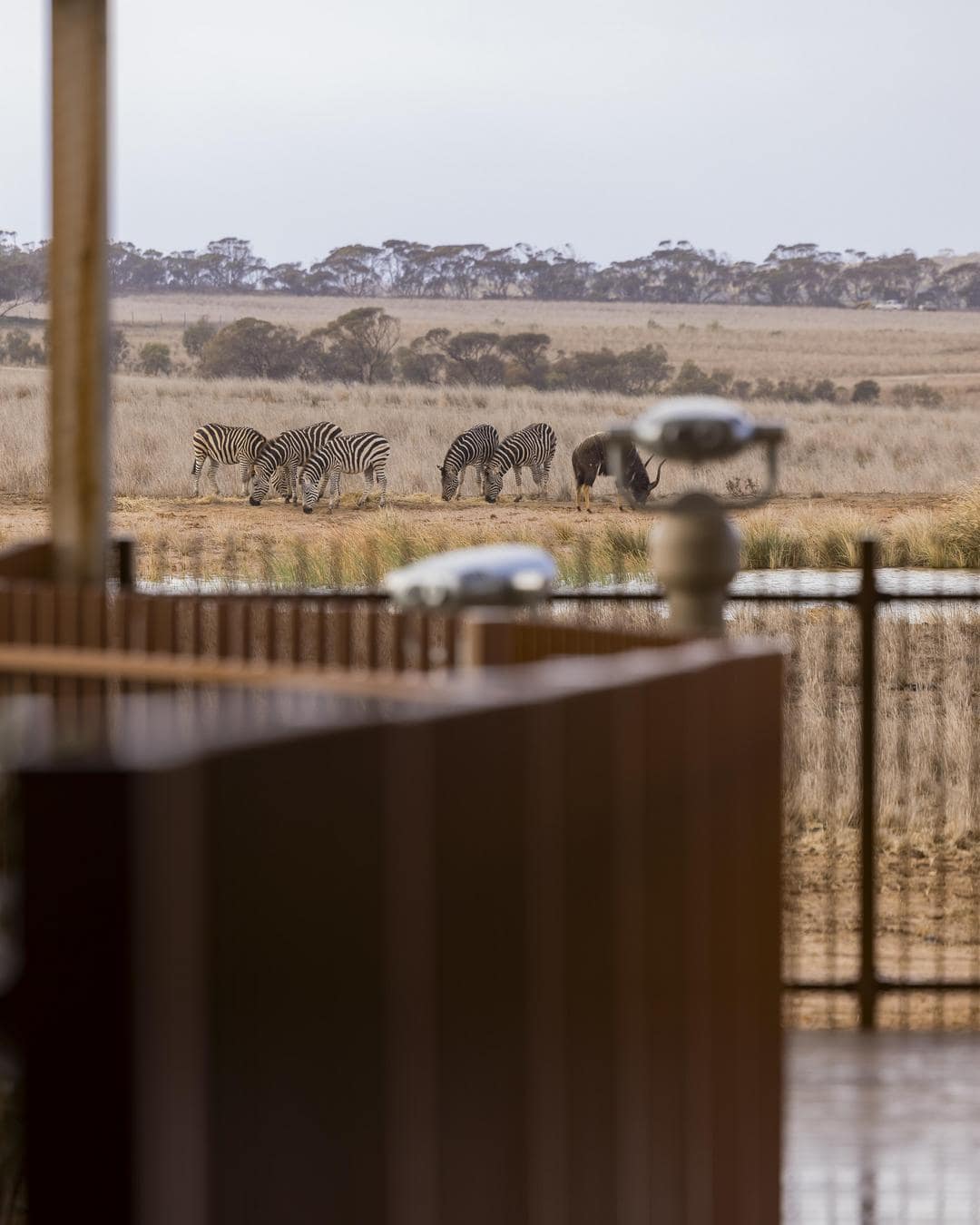 monarto safari resort south australia