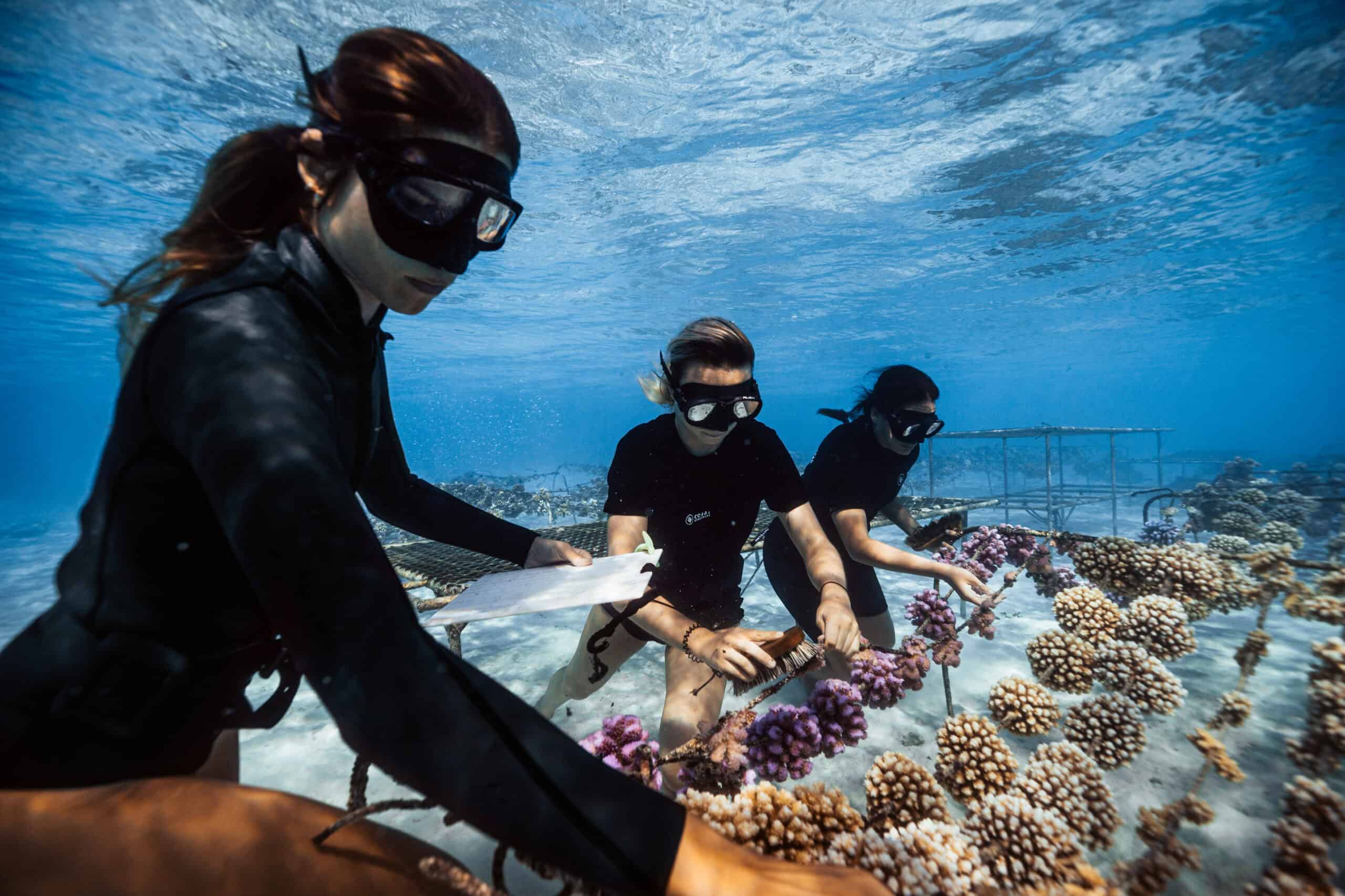 Coral Gardeners 