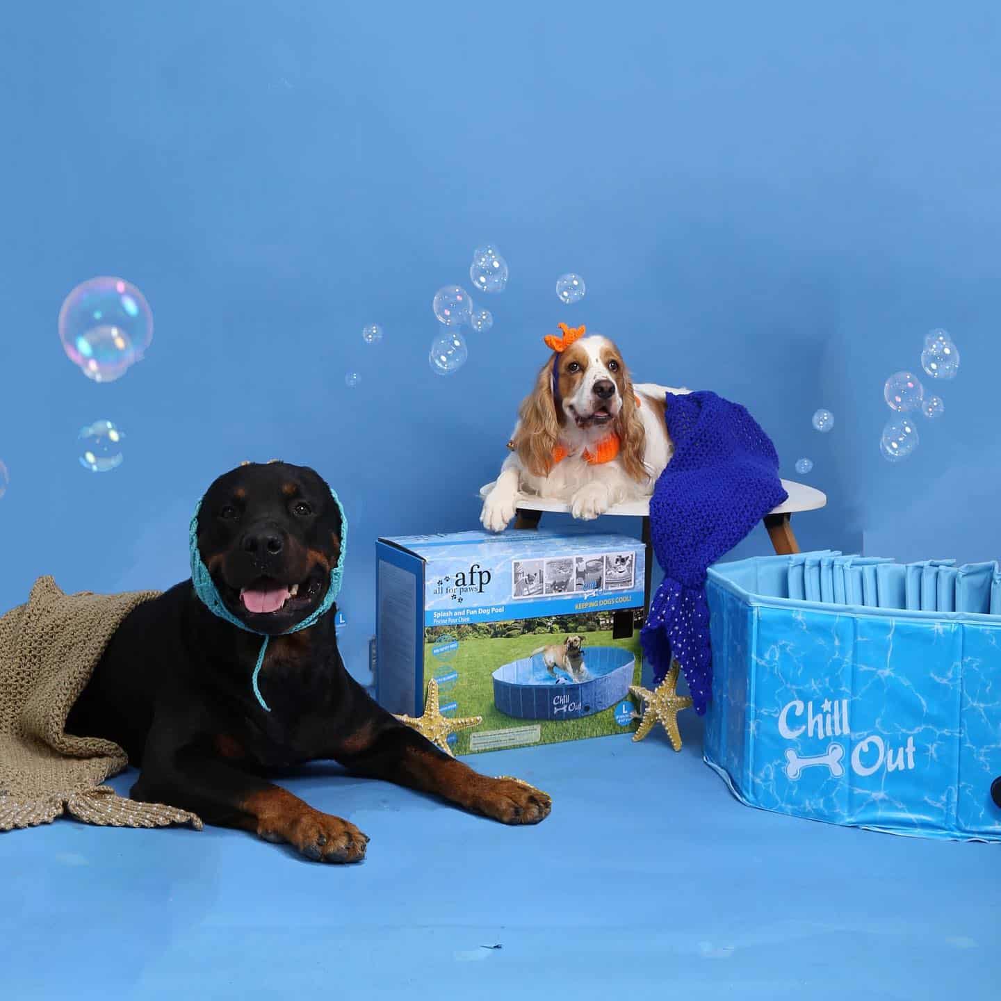 All For Paws Pet Pool