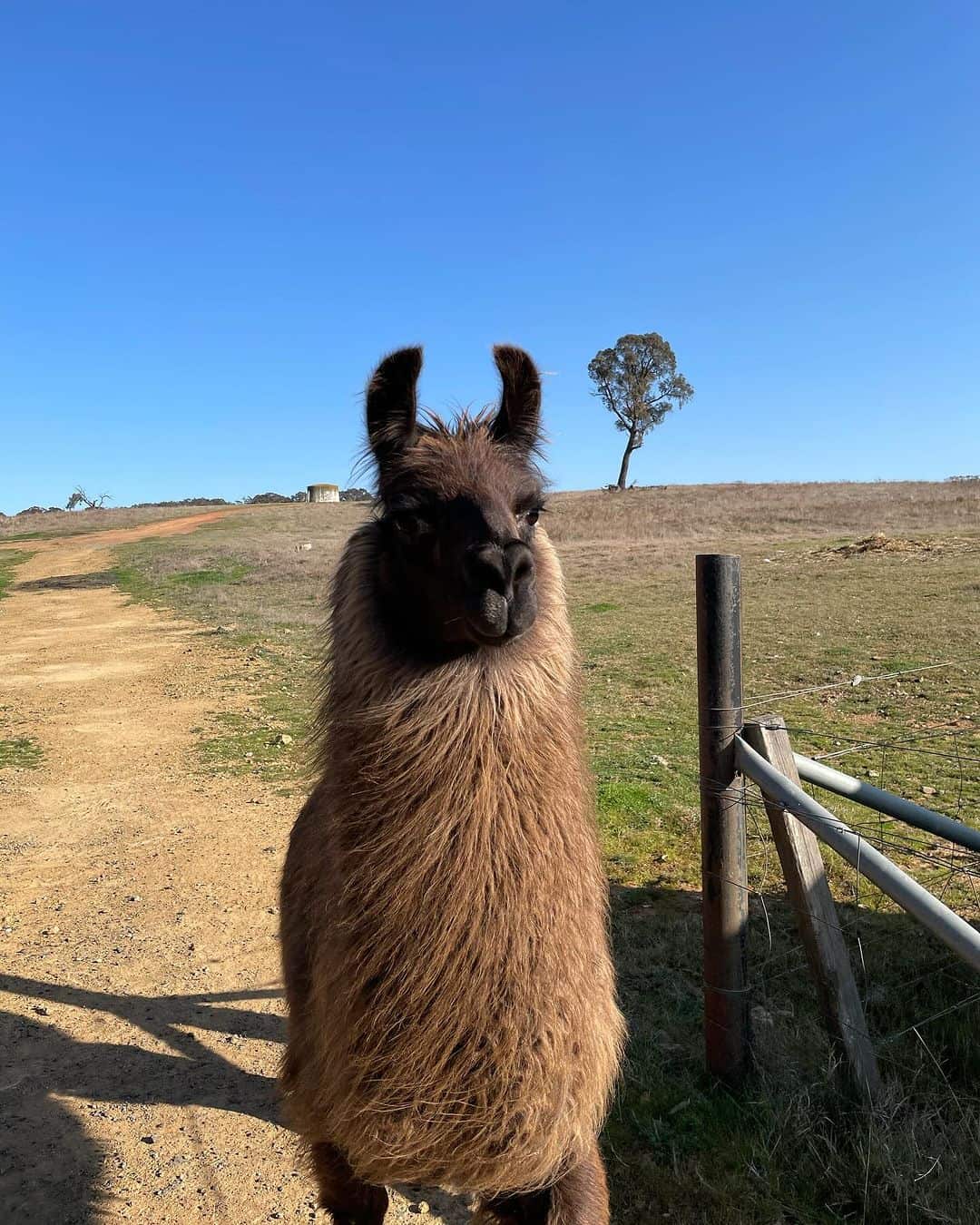 Alpaca Magic