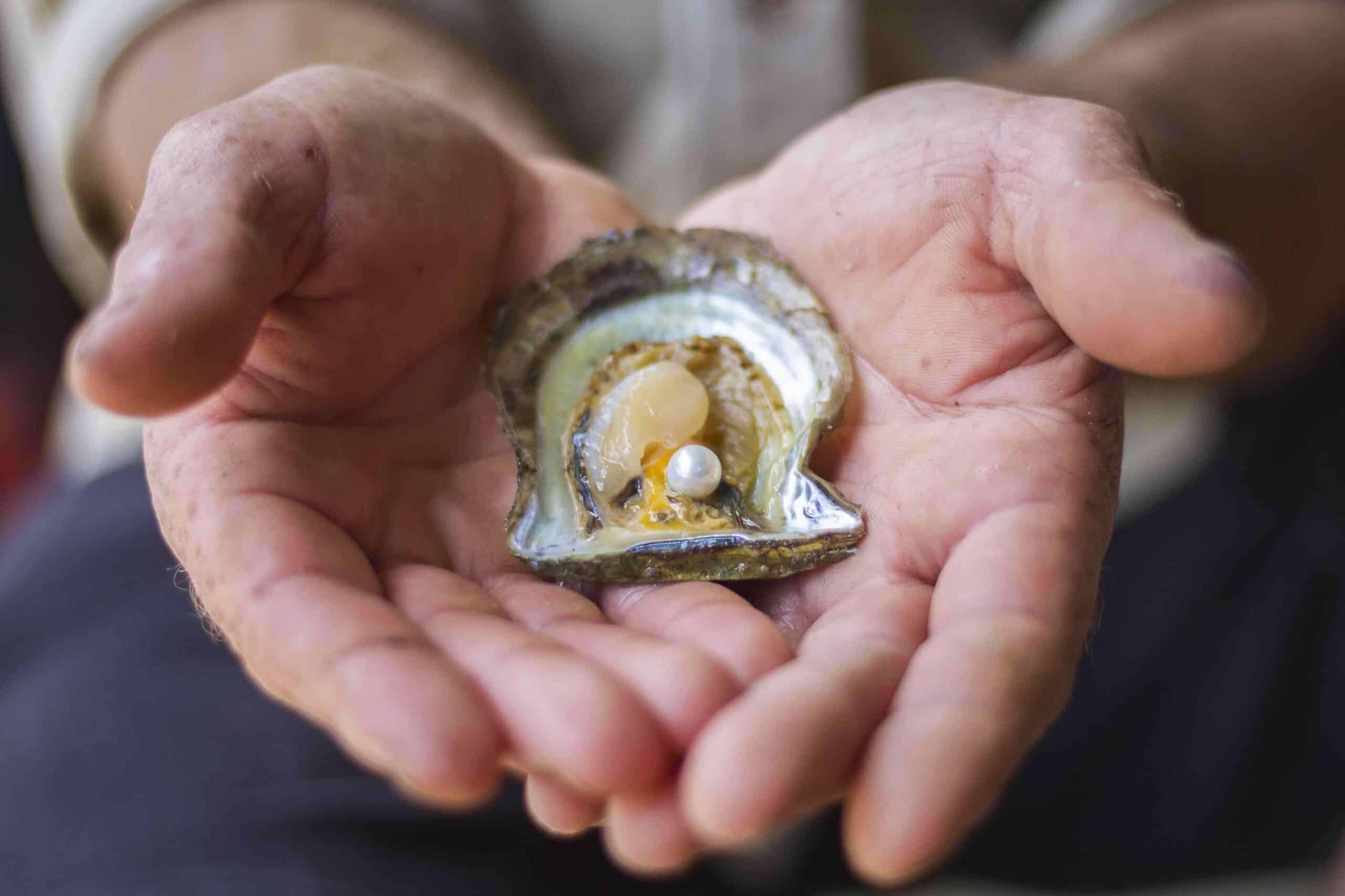 Broken Bay Pearl Farm 