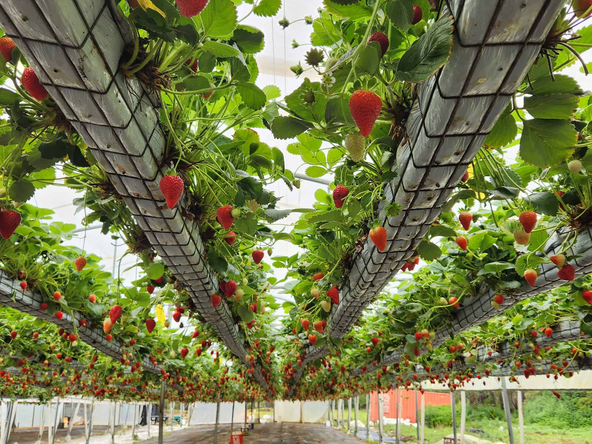 Berrylicious Strawberries