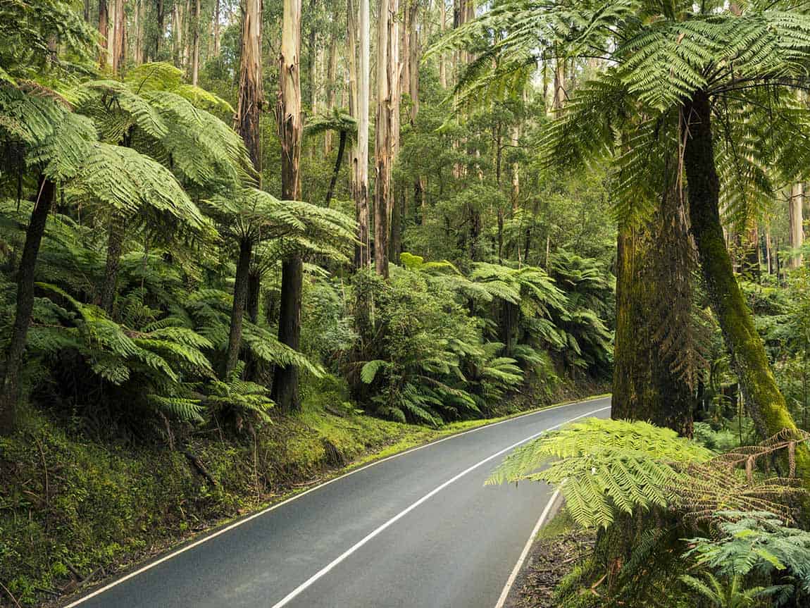 Black Spur Drive (Image Credit: Visit Melbourne)