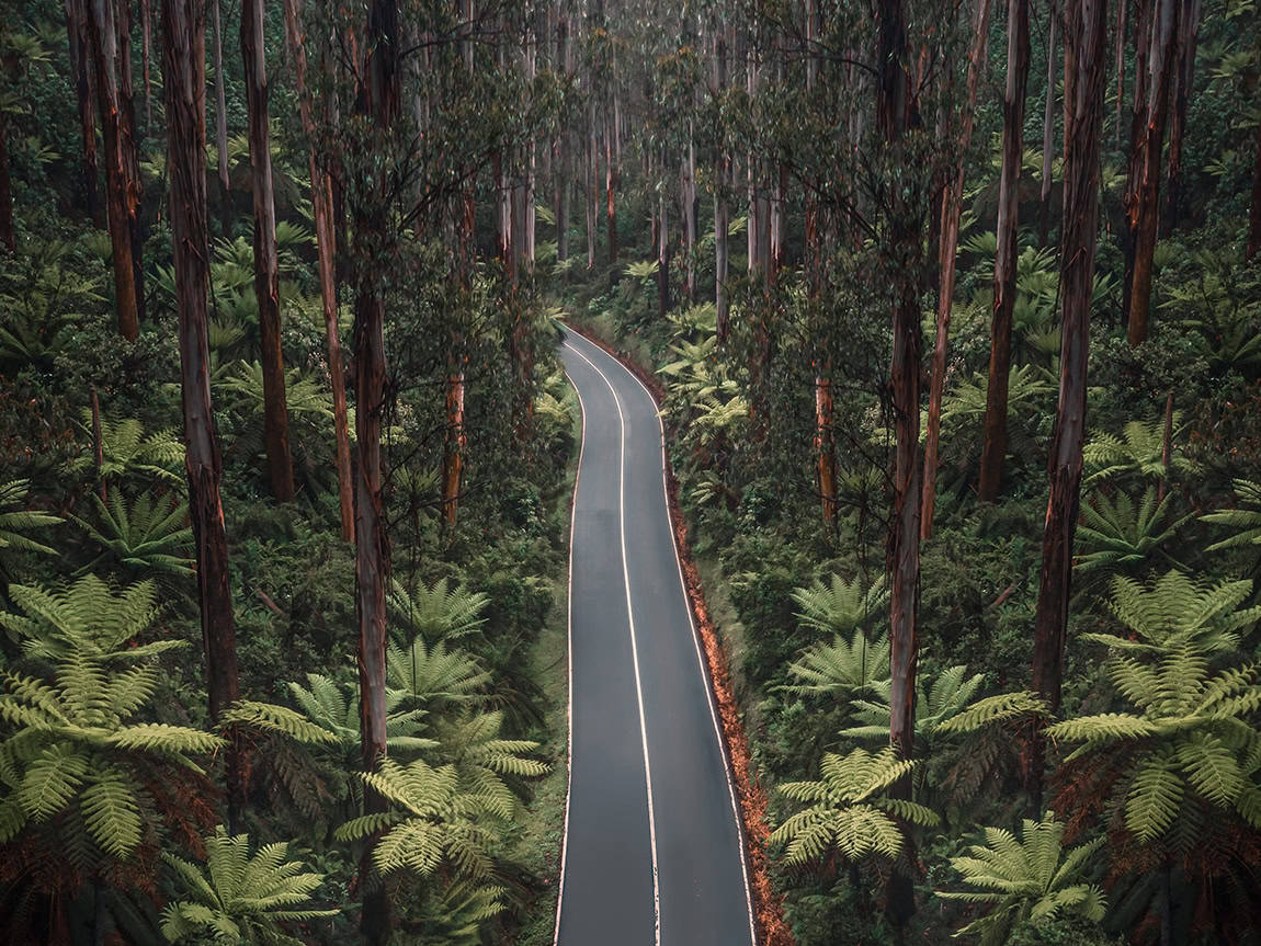 Black Spur Drive (Image Credit: Visit Melbourne)