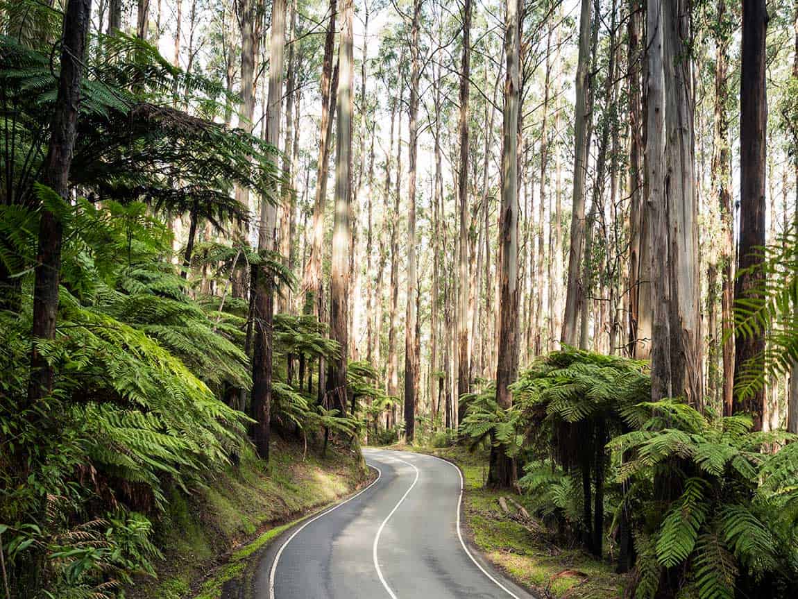 Black Spur Drive (Image Credit: Visit Melbourne)