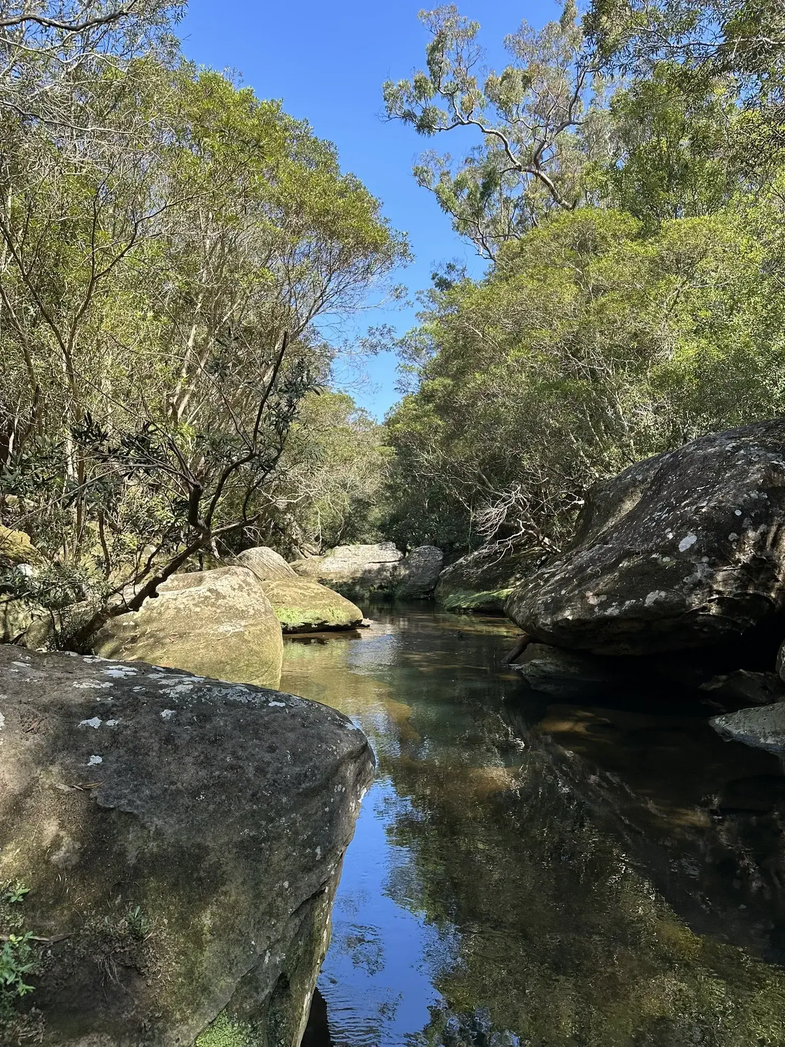 Blue Gum Walk Loop