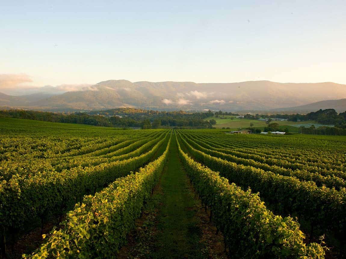 Yarra Valley Wine Region (Image Credit: Visit Victoria)