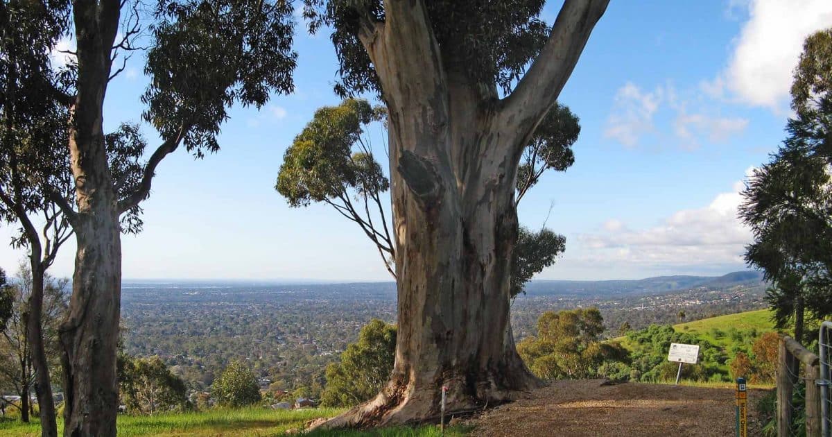 Beaumont Circuit. Image credit: Walking SA