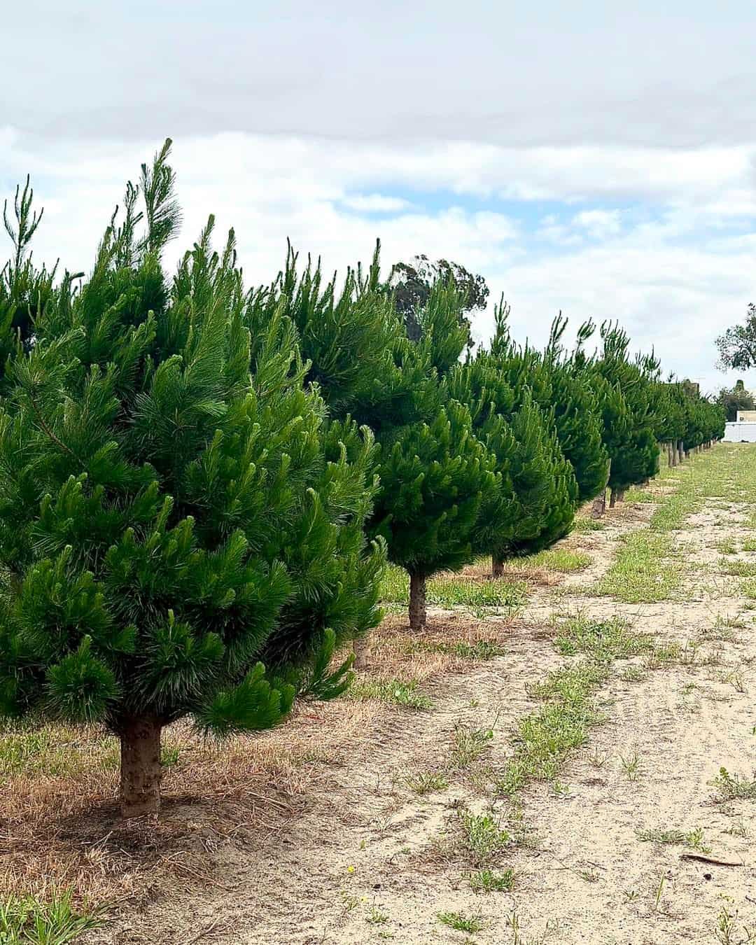 Christmas Trees of Hammond Park