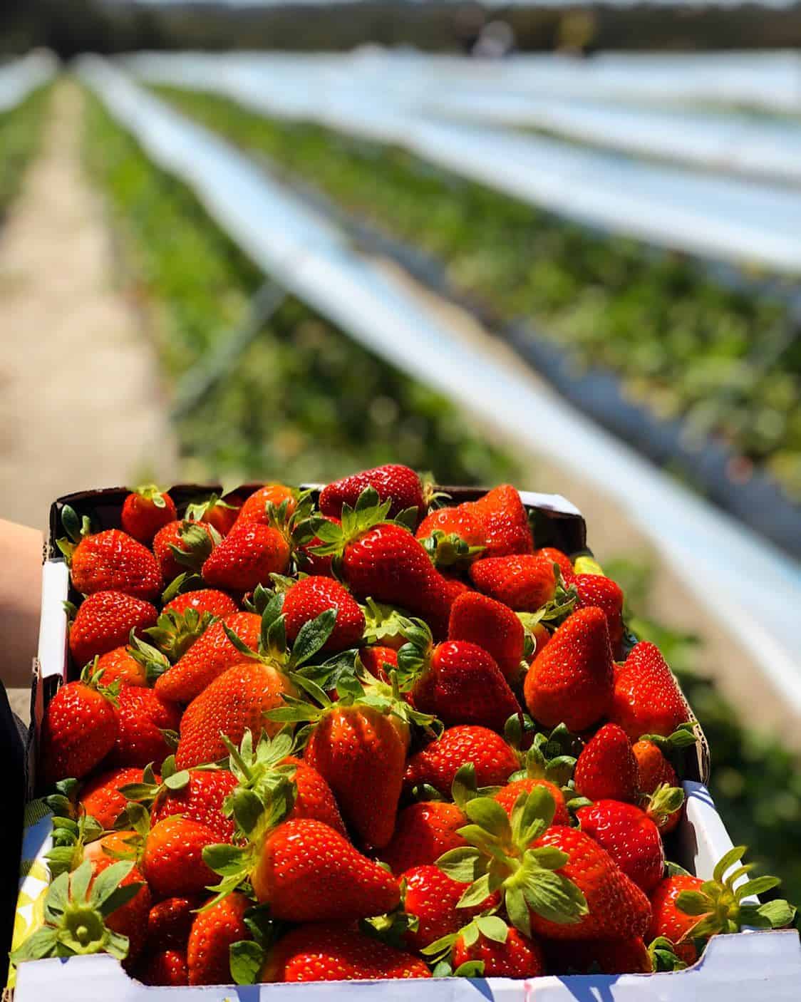 Sue & Tim's Fresh Farms (Image Credit: Coldrolls Handcrafted Ice Cream)