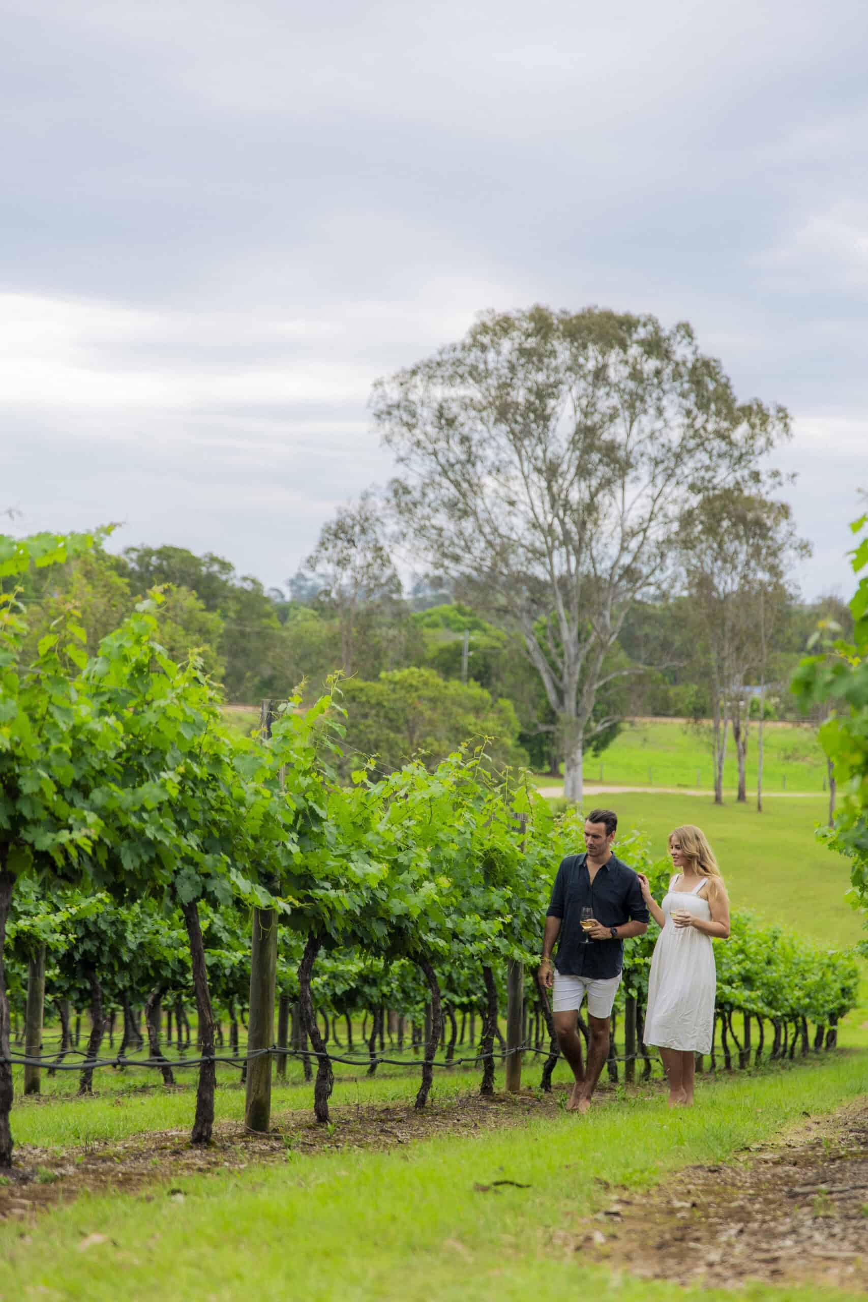 Dingo Creek Vineyard (Photo credit: Tourism and Events Queensland)